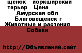  щенок - йоркширский терьер › Цена ­ 20 000 - Амурская обл., Благовещенск г. Животные и растения » Собаки   